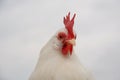 White bantam leghorn chicken Royalty Free Stock Photo