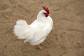 White bantam leghorn chicken Royalty Free Stock Photo