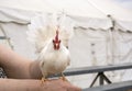 White bantam leghorn chicken Royalty Free Stock Photo