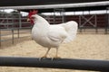 White bantam leghorn chicken Royalty Free Stock Photo