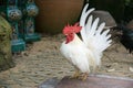 White bantam males standing in the garden