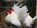 White Bantams Standing Royalty Free Stock Photo