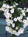 White Bacopa trailing