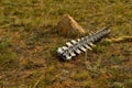 White bare light bones of the horses spine in dry grass in the steppe in warm sunlight Royalty Free Stock Photo