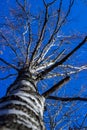 White bark American sycamore tree Platanus occidentalis with spiky fruit in winter against blue sky Royalty Free Stock Photo