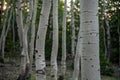 White Bark of Aspen Tree in Forest Royalty Free Stock Photo