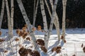 White bark birch tree trunks in winter