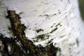 White bark details. Bark background, pattern or texture. Royalty Free Stock Photo