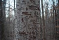 White bark tree trunk carved with lovers` initials in a cold forest.