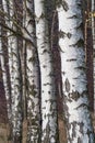 White bark on trees in birch forest