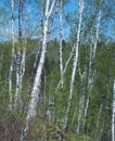 White Bark Trees