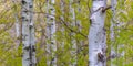 White barked Aspen trees in Big Springs Park Royalty Free Stock Photo