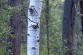 White barked quaking aspen tree Royalty Free Stock Photo