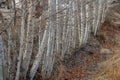 White barked quaking aspen trees growing along a dry ditch bank in the late autumn Royalty Free Stock Photo