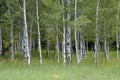 White barked quaking aspen trees growing in a group