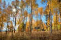 White barked quaking aspen trees under autumn golden leaves