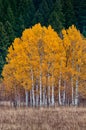 White barked quaking aspen trees under autumn golden leaves Royalty Free Stock Photo