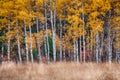 White barked quaking aspen trees under autumn golden leaves Royalty Free Stock Photo