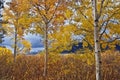 White barked quaking aspen trees under autumn golden leaves Royalty Free Stock Photo