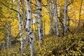 White barked quaking aspen trees under autumn golden leaves Royalty Free Stock Photo