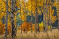 White barked quaking aspen trees under autumn leaves Royalty Free Stock Photo