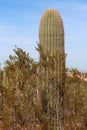 A white barked shrub in front of a Columnar cactus in the Arizona desert