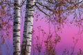 White barked Silver Birch during a colorful sunset with pink background