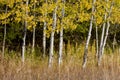 White barked trees and yellow leaves.