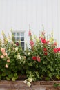 White barn and flowers Royalty Free Stock Photo