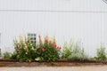 White barn and flowers Royalty Free Stock Photo