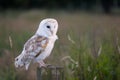 White barn owl Royalty Free Stock Photo