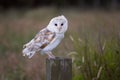 White barn owl on fence post Royalty Free Stock Photo