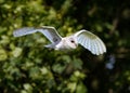 White barn owl takes flight in search of prey in the forest Royalty Free Stock Photo