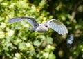 White barn owl takes flight in search of prey in the forest Royalty Free Stock Photo