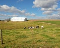 White Barn with Dairy Cows in the Pasture Royalty Free Stock Photo