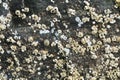 White Barnacle Texture Close Up Royalty Free Stock Photo