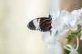 White-barred Longwing Heliconius cydno butterfly on a beautiful white orchid flower in a summer garden.