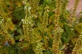 White basil flowers in bloom background, purposely blurred Royalty Free Stock Photo
