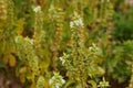 White basil flowers in bloom background, purposely blurred Royalty Free Stock Photo