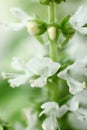 White basil flowers Royalty Free Stock Photo