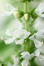 White basil flowers