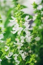 White basil flowers Royalty Free Stock Photo