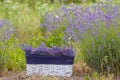 A white basket with bunches of organic U-cut lavenders next to rows of lavenders. Harvest, agriculture background