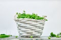 White Basket with fresh green peas on grey background. Royalty Free Stock Photo
