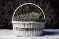 White basket of lavender flowers with selective focus on a blurred background. Copy space Royalty Free Stock Photo