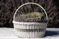 White basket of lavender flowers with selective focus on a blurred background. Copy space Royalty Free Stock Photo