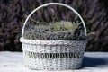 White basket of lavender flowers with selective focus on a blurred background. Copy space Royalty Free Stock Photo