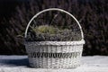 White basket of lavender flowers with selective focus on a blurred background. Copy space Royalty Free Stock Photo