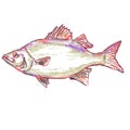 White bass or Morone chrysops Watercolor Illustration Royalty Free Stock Photo