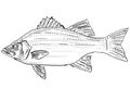 White bass silver bass or sand bass Morone chrysop Freshwater Fish Cartoon Drawing Royalty Free Stock Photo